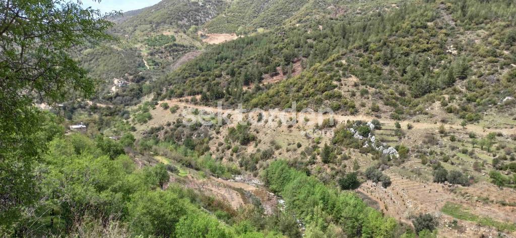 GAZİPAŞA DOĞANCA AVOKADO & MEYVE BAHÇESİ İÇİN HAZIR BAHÇE