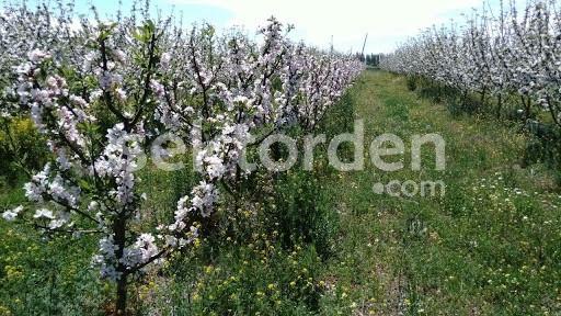 ISPARTA YALVAÇ İLEĞİ KÖYÜNDE SATILIK 15800 M2 ELMALIK