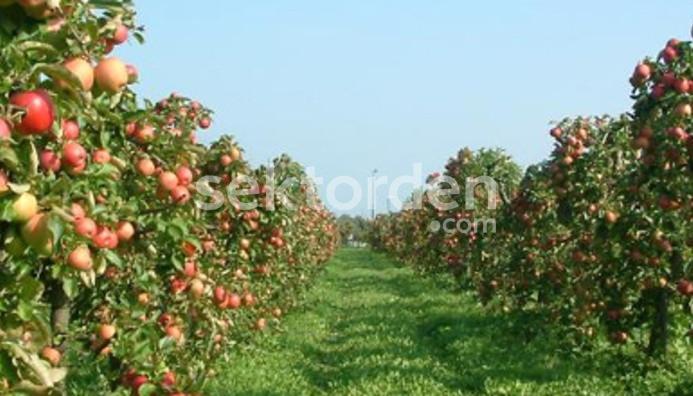 ISPARTA YALVAÇ İLEĞİ KÖYÜNDE SATILIK 15800 M2 ELMALIK