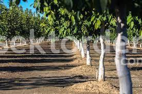 ISPARTA YALVAÇ SÜCÜLLÜDE SATILIK 2200 M2 BAHÇE
